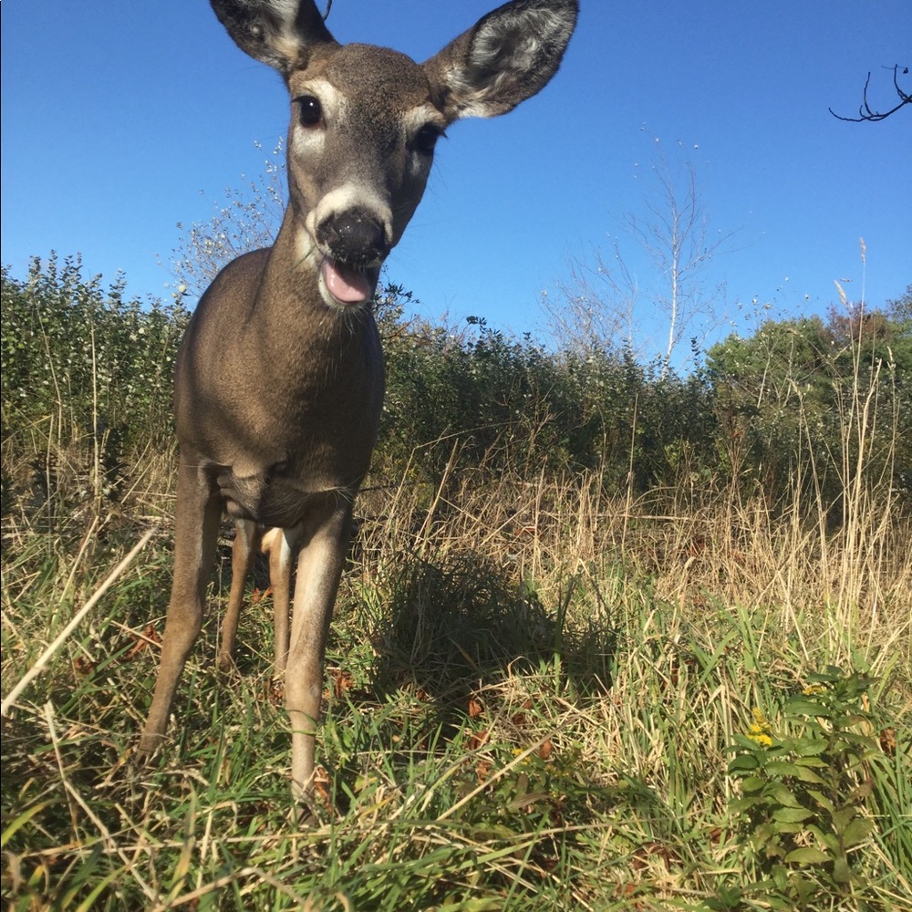 Meet your Posher, Shelley